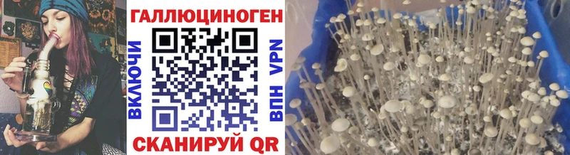 Галлюциногенные грибы Cubensis Кстово